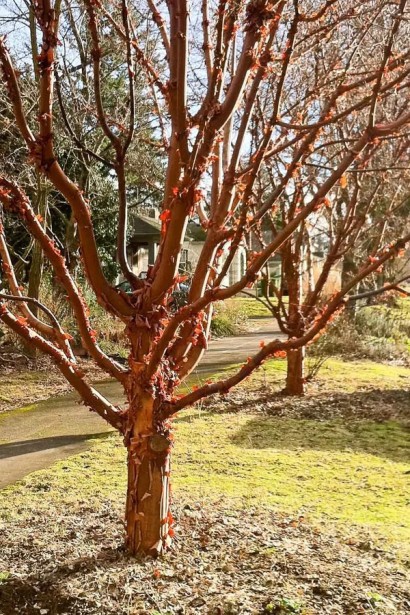 Клен сірий з яскравою корою в зимовий період